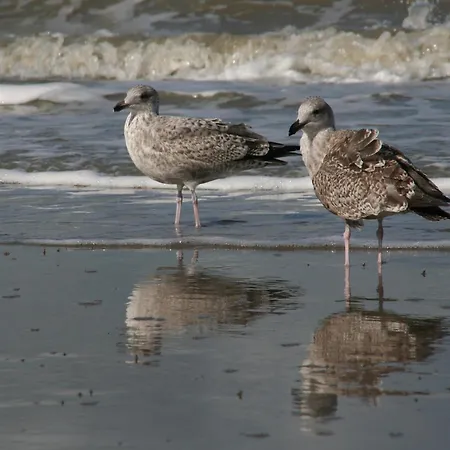 In Near Дом отдыха Де-Хаан